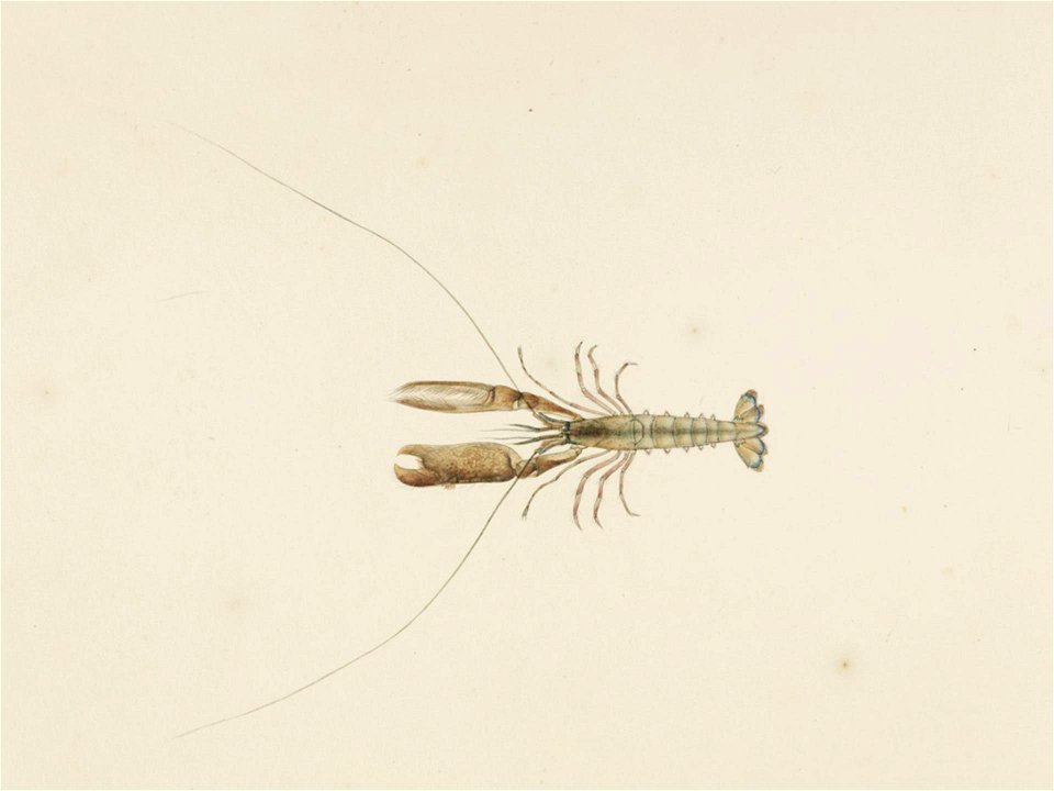 Naturalis Biodiversity Center - RMNH.ART.59 - Alpheus brevicristatus - Kawahara Keiga - 1823 - 1829 - Siebold Collection - pencil drawing - water colour