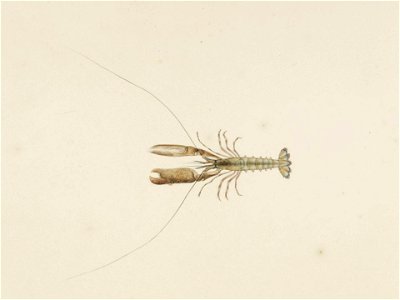 Naturalis Biodiversity Center - RMNH.ART.59 - Alpheus brevicristatus - Kawahara Keiga - 1823 - 1829 - Siebold Collection - pencil drawing - water colour