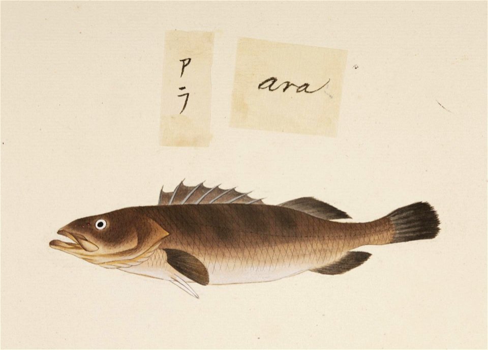 Naturalis Biodiversity Center - RMNH.ART.542 - A species of Epinephelus - Kawahara Keiga - 1823 - 1829 - Siebold Collection - pencil drawing - water colour