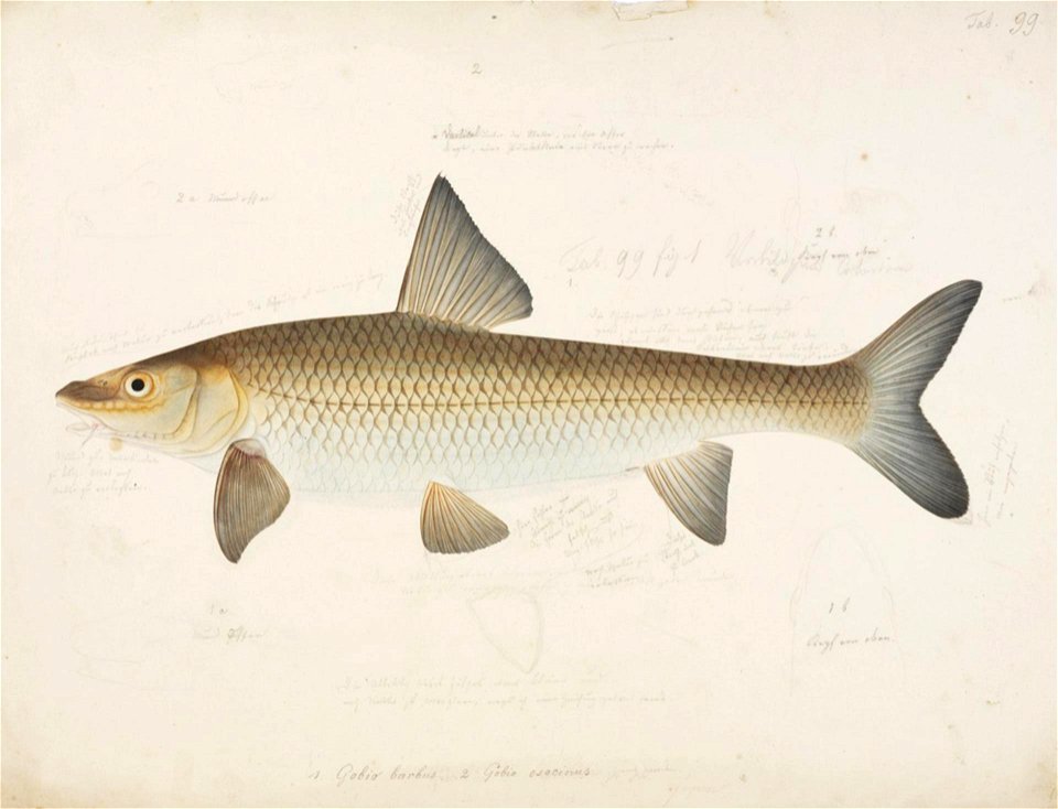 Naturalis Biodiversity Center - RMNH.ART.32 - Hemibarbus barbus (Temminck and Schlegel) - Kawahara Keiga - 1823 - 1829 - Siebold Collection - pencil drawing - water colour