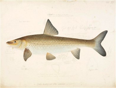 Naturalis Biodiversity Center - RMNH.ART.32 - Hemibarbus barbus (Temminck and Schlegel) - Kawahara Keiga - 1823 - 1829 - Siebold Collection - pencil drawing - water colour