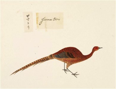 Naturalis Biodiversity Center - RMNH.ART.442 - Syrmaticus soemmerringii - Kawahara Keiga - 1823 - 1829 - Siebold Collection - pencil drawing - water colour