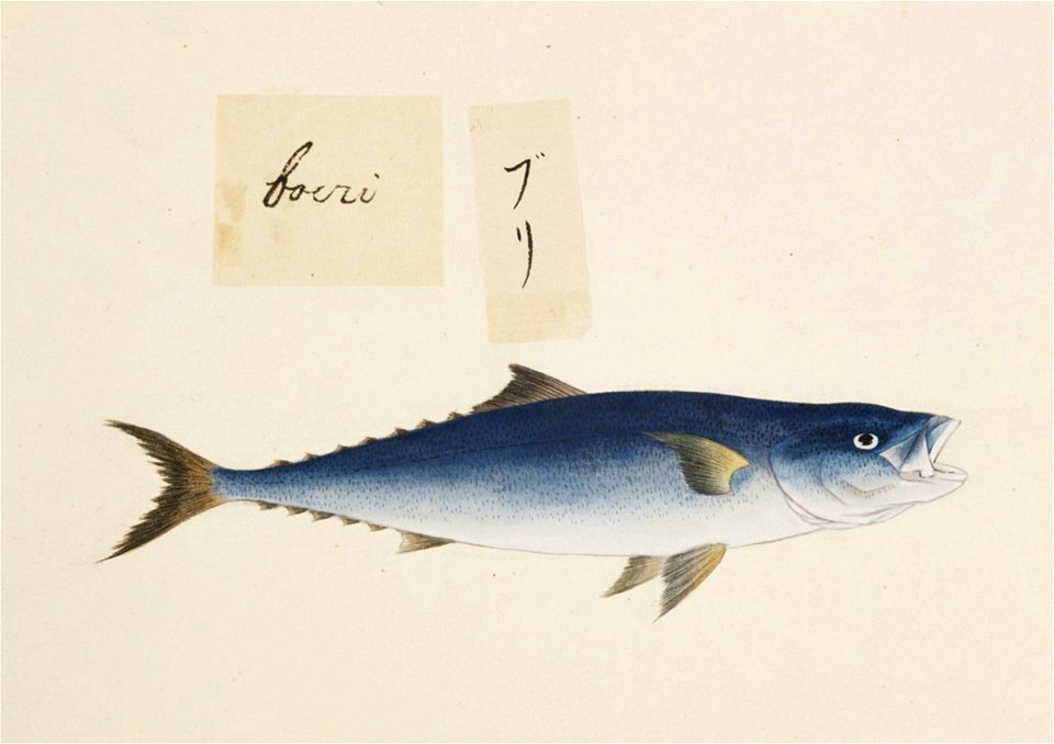 Naturalis Biodiversity Center - RMNH.ART.484 - Seriola quinqueradiata Temminck and Schlegel - Kawahara Keiga - 1823 - 1829 - Siebold Collection - pencil drawing - water colour