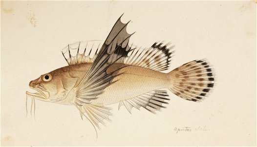 Naturalis Biodiversity Center - RMNH.ART.223 - Apistus carinatus (Bloch and Schneider) - Kawahara Keiga - 1823 - 1829 - Siebold Collection - pencil drawing - water colour