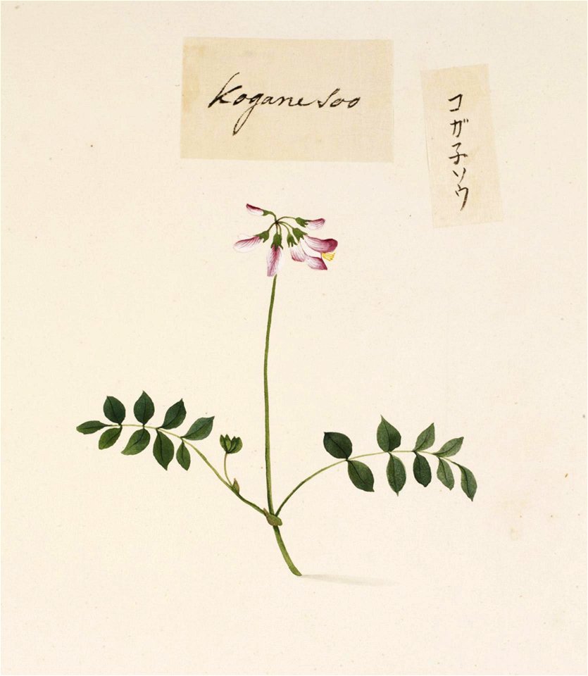 Naturalis Biodiversity Center - RMNH.ART.787 - Lathyrus japonicus subsp. Japonicus Willd - Kawahara Keiga - 1823 - 1829 - Siebold Collection - pencil drawing - water colour