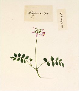 Naturalis Biodiversity Center - RMNH.ART.787 - Lathyrus japonicus subsp. Japonicus Willd - Kawahara Keiga - 1823 - 1829 - Siebold Collection - pencil drawing - water colour