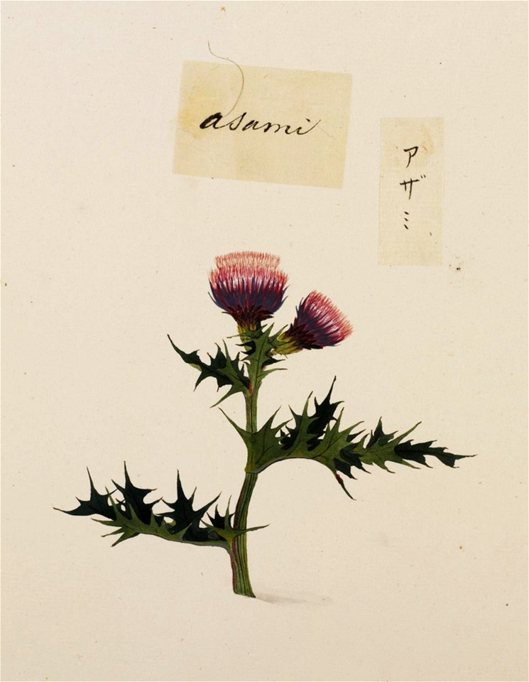 Naturalis Biodiversity Center - RMNH.ART.775 - Cirsium - Kawahara Keiga - 1823 - 1829 - Siebold Collection - pencil drawing - water colour