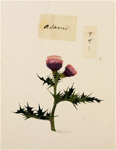 Naturalis Biodiversity Center - RMNH.ART.775 - Cirsium - Kawahara Keiga - 1823 - 1829 - Siebold Collection - pencil drawing - water colour