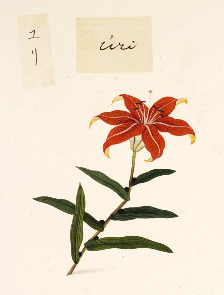 Naturalis Biodiversity Center - RMNH.ART.733 - Lilium - Kawahara Keiga - 1823 - 1829 - Siebold Collection - pencil drawing - water colour