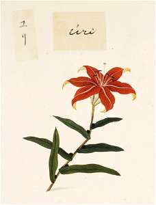 Naturalis Biodiversity Center - RMNH.ART.733 - Lilium - Kawahara Keiga - 1823 - 1829 - Siebold Collection - pencil drawing - water colour