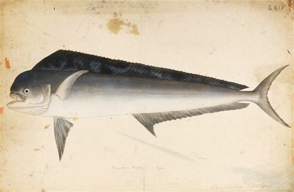 Naturalis Biodiversity Center - RMNH.ART.610 - Coryphaena hippurus Linnaeus - Kawahara Keiga - 1823 - 1829 - Siebold Collection - pencil drawing - water colour