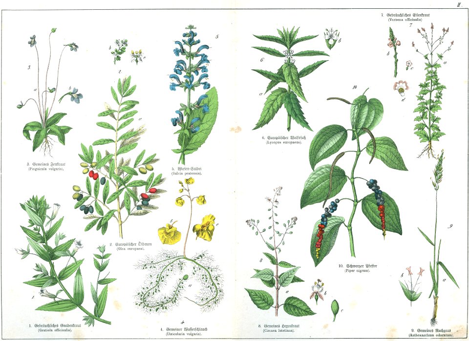 Naturgeschichte des Pflanzenreich Tafel II