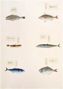 Naturalis Biodiversity Center - RMNH.ART.312-Uraspis helvola-Scomberomorus sp.-Lethrinus nematacanthus-Argyrosomus argentatus-Katsuwonus pelamis-indet.-Kawahara Keiga-1823 - 1829-Siebold Collection - drawing-water colour