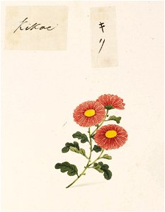Naturalis Biodiversity Center - RMNH.ART.732 - Chrysanthemum morifolium - Kawahara Keiga - 1823 - 1829 - Siebold Collection - pencil drawing - water colour