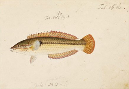 Naturalis Biodiversity Center - RMNH.ART.230 - Halichoeres poecilopterus (Temminck and Schlegel) - Kawahara Keiga - 1823 - 1829 - Siebold Collection - pencil drawing - water colour