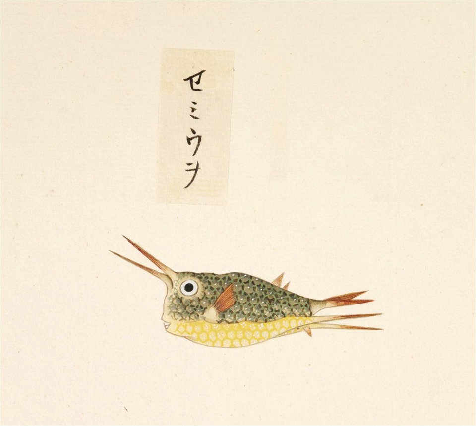Naturalis Biodiversity Center - RMNH.ART.557 - Lactoris cornutus - Kawahara Keiga - 1823 - 1829 - Siebold Collection - pencil drawing - water colour