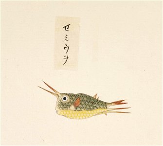 Naturalis Biodiversity Center - RMNH.ART.557 - Lactoris cornutus - Kawahara Keiga - 1823 - 1829 - Siebold Collection - pencil drawing - water colour. Free illustration for personal and commercial use.