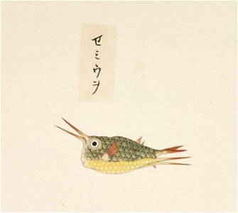 Naturalis Biodiversity Center - RMNH.ART.557 - Lactoris cornutus - Kawahara Keiga - 1823 - 1829 - Siebold Collection - pencil drawing - water colour
