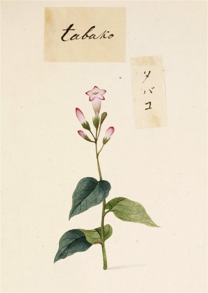 Naturalis Biodiversity Center - RMNH.ART.766 - Nicotiana L. - Kawahara Keiga - 1823 - 1829 - Siebold Collection - pencil drawing - water colour