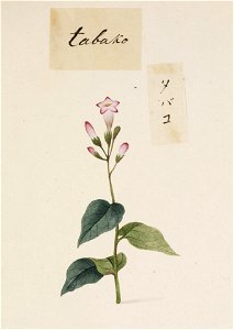 Naturalis Biodiversity Center - RMNH.ART.766 - Nicotiana L. - Kawahara Keiga - 1823 - 1829 - Siebold Collection - pencil drawing - water colour