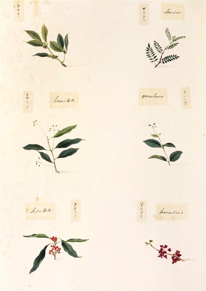Naturalis Biodiversity Center - RMNH.ART.357-Symplocos lucida-Cercis chinensis-Sapindus mukorossi-Deutzia crenata-Sapindus mukorossi-Zanthoxylum piperitum-Kawahara Keiga-1823-1829-Siebold Collection-pencil drawing-water colour