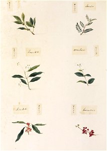 Naturalis Biodiversity Center - RMNH.ART.357-Symplocos lucida-Cercis chinensis-Sapindus mukorossi-Deutzia crenata-Sapindus mukorossi-Zanthoxylum piperitum-Kawahara Keiga-1823-1829-Siebold Collection-pencil drawing-water colour