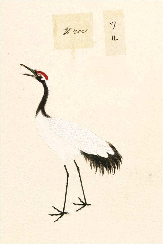 Naturalis Biodiversity Center - RMNH.ART.455 - Grus japonensis - Kawahara Keiga - 1823 - 1829 - Siebold Collection - pencil drawing - water colour