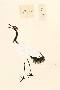 Naturalis Biodiversity Center - RMNH.ART.455 - Grus japonensis - Kawahara Keiga - 1823 - 1829 - Siebold Collection - pencil drawing - water colour. Free illustration for personal and commercial use.