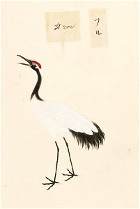 Naturalis Biodiversity Center - RMNH.ART.455 - Grus japonensis - Kawahara Keiga - 1823 - 1829 - Siebold Collection - pencil drawing - water colour