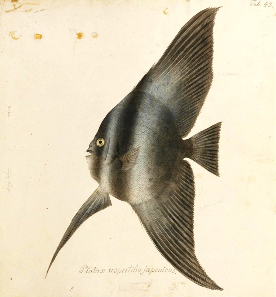 Naturalis Biodiversity Center - RMNH.ART.499 - Platax pinnatus (Linnaeus) - Kawahara Keiga - 1823 - 1829 - Siebold Collection - pencil drawing - water colour