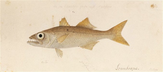 Naturalis Biodiversity Center - RMNH.ART.603 - Scombrops boops (Houttuyn) - Kawahara Keiga - 1823 - 1829 - Siebold Collection - pencil drawing - water colour. Free illustration for personal and commercial use.