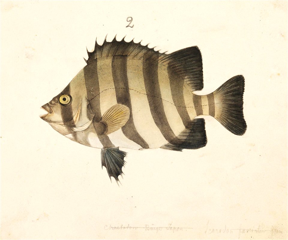 Naturalis Biodiversity Center - RMNH.ART.237 - Oplegnathus fasciatus (Temminck and Schlegel) - Kawahara Keiga - 1823 - 1829 - Siebold Collection - pencil drawing - water colour