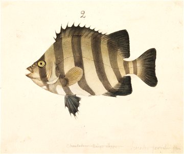 Naturalis Biodiversity Center - RMNH.ART.237 - Oplegnathus fasciatus (Temminck and Schlegel) - Kawahara Keiga - 1823 - 1829 - Siebold Collection - pencil drawing - water colour