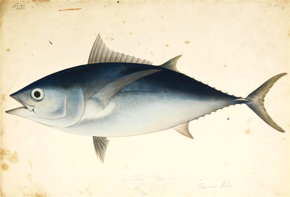Naturalis Biodiversity Center - RMNH.ART.564 - Thunnus obesus Lowe - Kawahara Keiga - 1823 - 1829 - Siebold Collection - pencil drawing - water colour