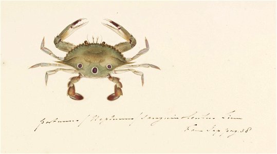 Naturalis Biodiversity Center - RMNH.ART.868 - Portunus sanguinolentus (Herbst) - Kawahara Keiga - 1823 - 1829 - Siebold Collection - pencil drawing - water colour
