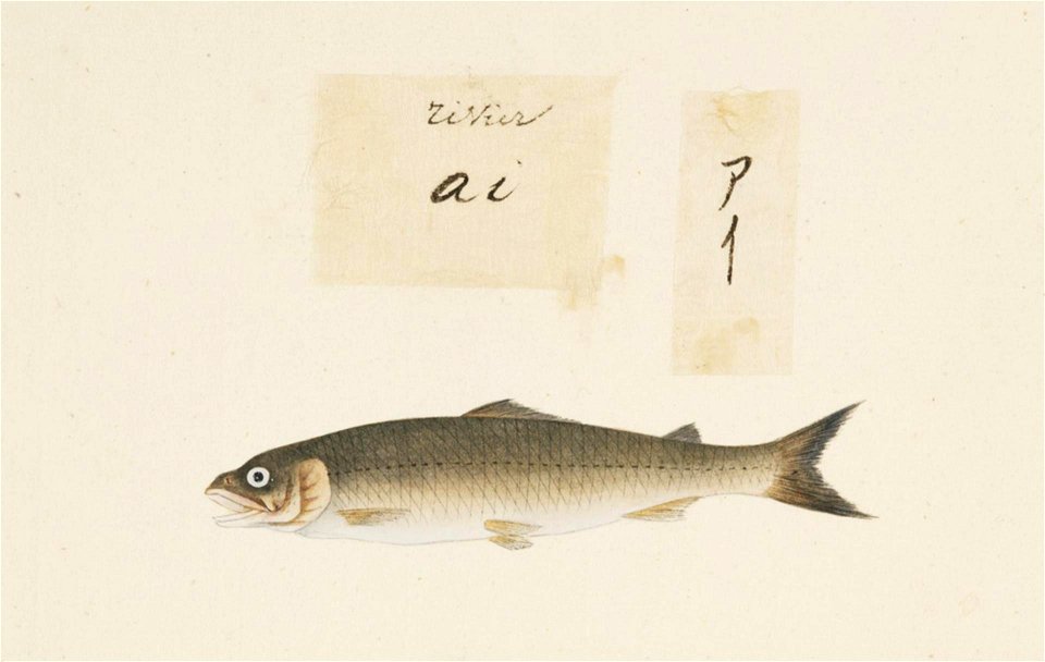 Naturalis Biodiversity Center - RMNH.ART.464 - A very inaccurate picture of Plecoglossus altivelis - Kawahara Keiga - 1823 - 1829 - Siebold Collection - pencil drawing - water colour
