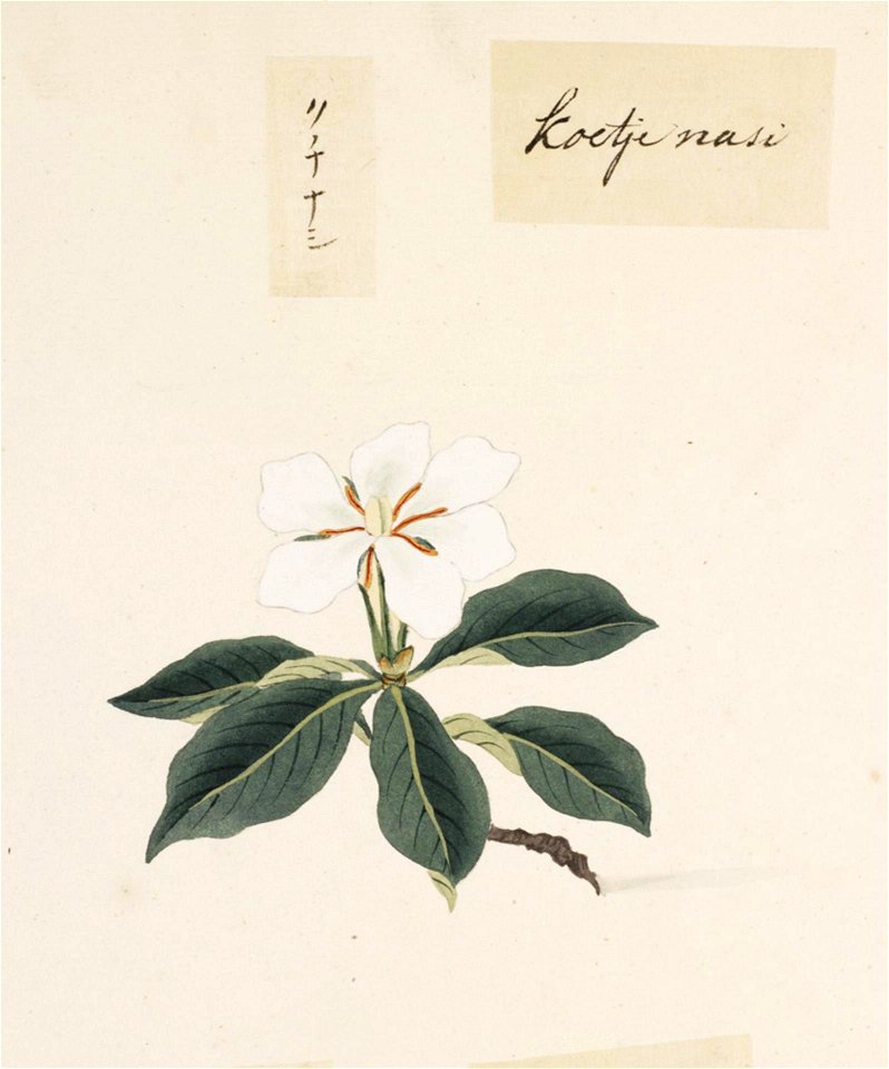 Naturalis Biodiversity Center - RMNH.ART.846 - Gardenia augusta - Kawahara Keiga - 1823 - 1829 - Siebold Collection - pencil drawing - water colour