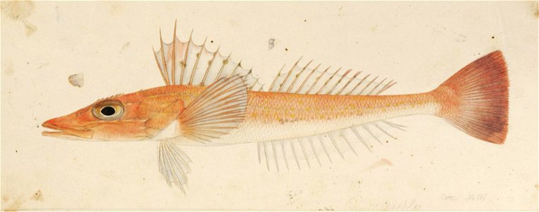 Naturalis Biodiversity Center - RMNH.ART.244 - Bembras japonicus (Cuvier) - Kawahara Keiga - 1823 - 1829 - Siebold Collection - pencil drawing - water colour