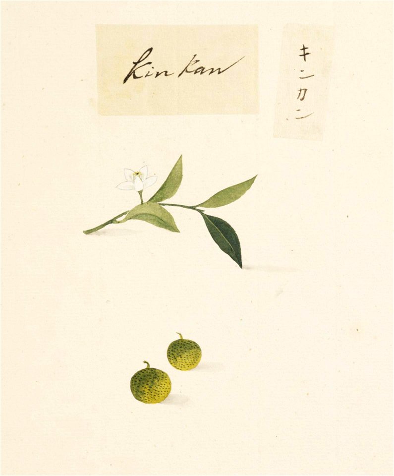 Naturalis Biodiversity Center - RMNH.ART.632 - Fortunella japonica - Kawahara Keiga - 1823 - 1829 - Siebold Collection - pencil drawing - water colour