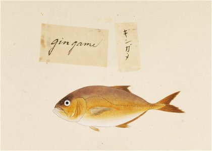 Naturalis Biodiversity Center - RMNH.ART.518 - A species of Caranx - Kawahara Keiga - 1823 - 1829 - Siebold Collection - pencil drawing - water colour