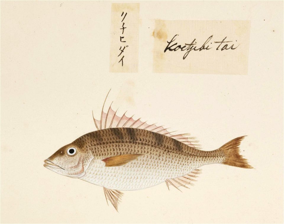 Naturalis Biodiversity Center - RMNH.ART.475 - Lethrinus nematacanthus - Kawahara Keiga - 1823 - 1829 - Siebold Collection - pencil drawing - water colour