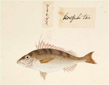 Naturalis Biodiversity Center - RMNH.ART.475 - Lethrinus nematacanthus - Kawahara Keiga - 1823 - 1829 - Siebold Collection - pencil drawing - water colour