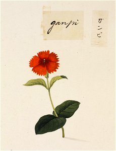 Naturalis Biodiversity Center - RMNH.ART.738 - Diplomorpha sikokiana - Kawahara Keiga - 1823 - 1829 - Siebold Collection - pencil drawing - water colour