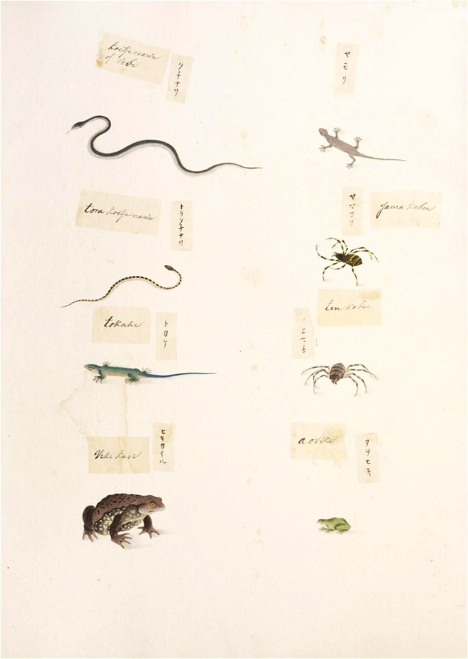 Naturalis Biodiversity Center - RMNH.ART.330-Plestiodon japonicus-Elaphe climacophora-Rhabdophis tigrinus-Gekko japonicus-Bufo japonicus-Rhacophorus schlegelii-Kawahara Keiga-1823-1829-Siebold Collection-pencil drawing-water colour