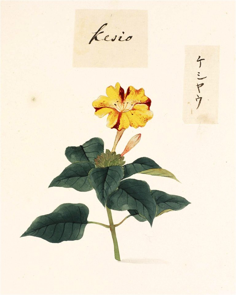 Naturalis Biodiversity Center - RMNH.ART.754 - Mirabilis jalapa L. - Kawahara Keiga - 1823 - 1829 - Siebold Collection - pencil drawing - water colour