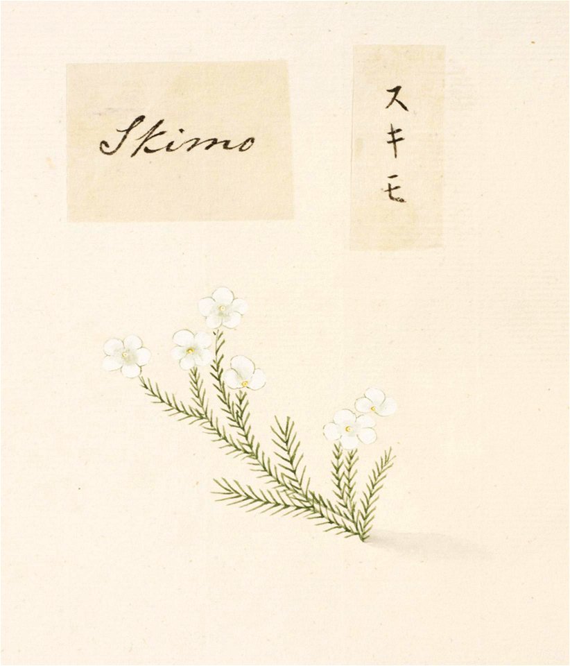 Naturalis Biodiversity Center - RMNH.ART.763 - Unidentified plant - Kawahara Keiga - 1823 - 1829 - Siebold Collection - pencil drawing - water colour