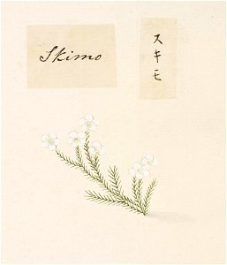 Naturalis Biodiversity Center - RMNH.ART.763 - Unidentified plant - Kawahara Keiga - 1823 - 1829 - Siebold Collection - pencil drawing - water colour