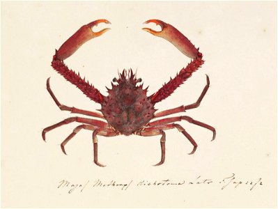 Naturalis Biodiversity Center - RMNH.ART.886 - Schizophrys aspera - Kawahara Keiga - 1823 - 1829 - Siebold Collection - pencil drawing - water colour