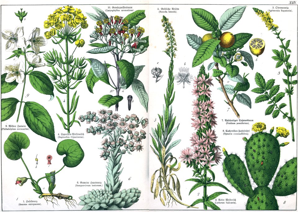 Naturgeschichte des Pflanzenreichs Tafel XXIV