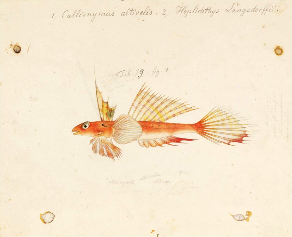 Naturalis Biodiversity Center - RMNH.ART.826 - Callionymus altivelis Temminck and Schlegel - Kawahara Keiga - 1823 - 1829 - Siebold Collection - pencil drawing - water colour